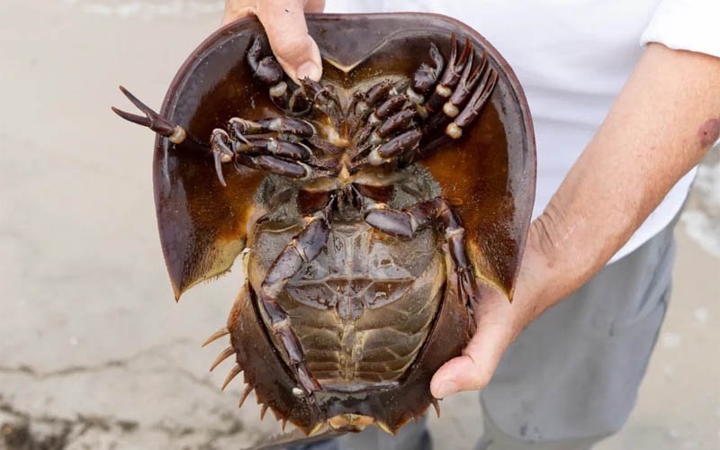 Horseshoe Crab blood price in lakhs